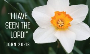 Have-seen-Lord-daffodil